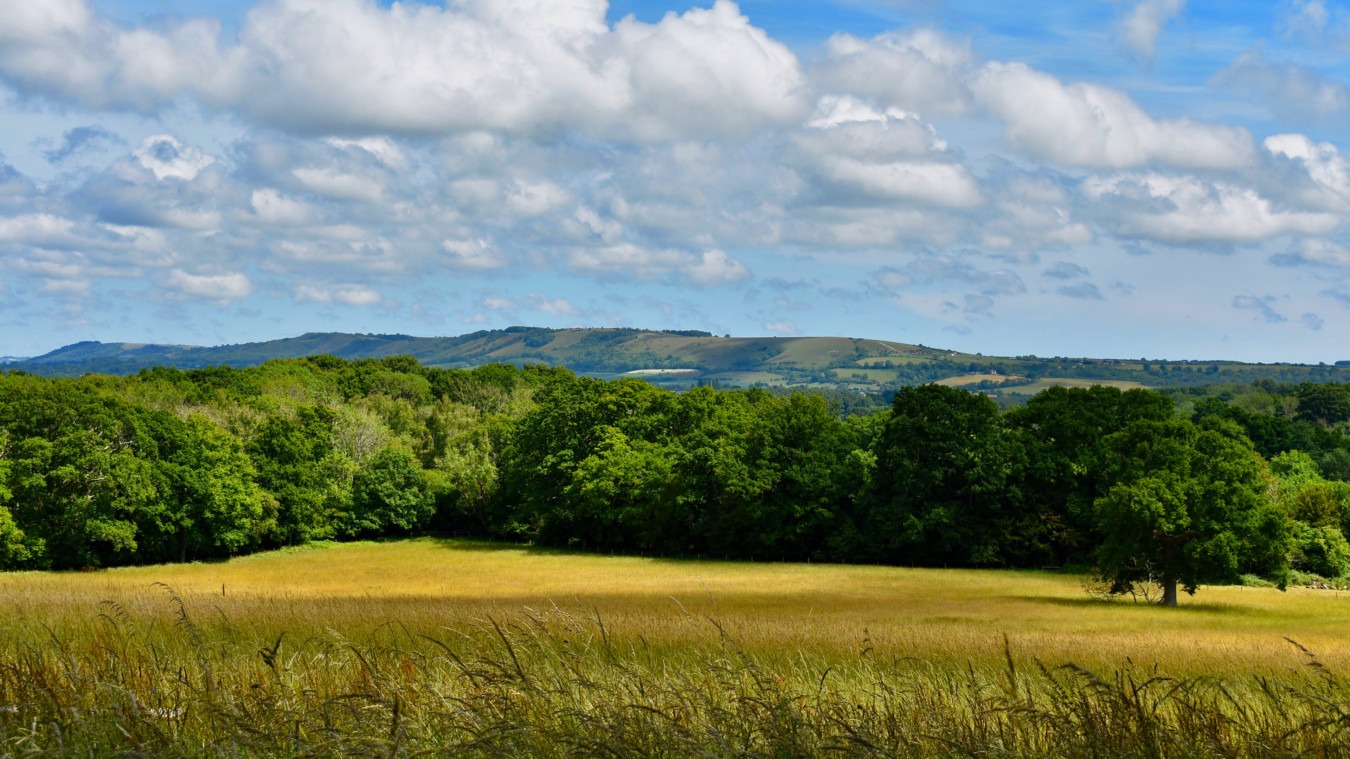 Panoramic view from Bignor Park across rolling West Sussex countryside, with golden meadows, woodland and the South Downs beyond under a wide open sky