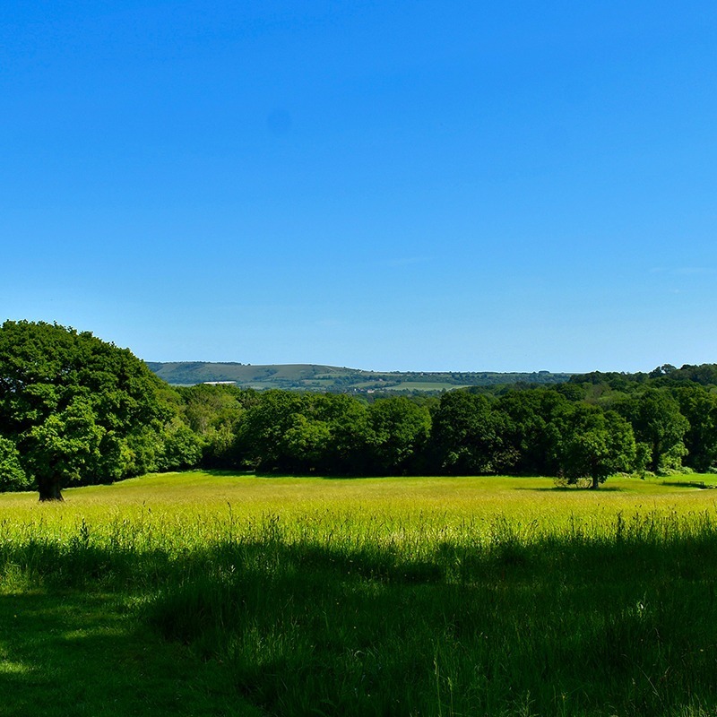 Sweeping meadow at Bignor Park with ancient oak trees and uninterrupted views across the South Downs countryside in West Sussex